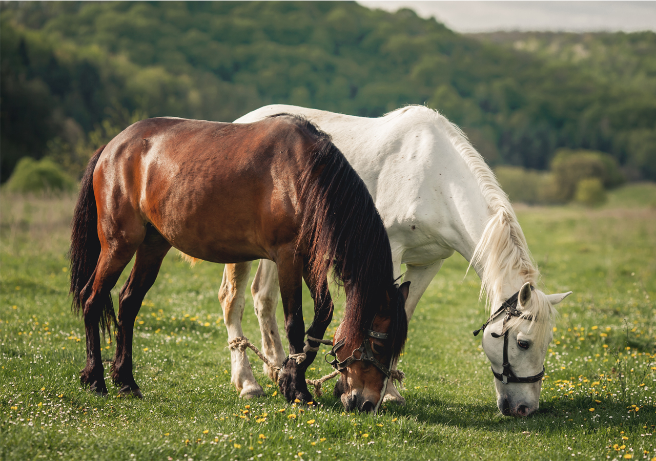 Rearing horses are more easier but expensive